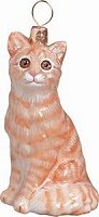 American Shorthair Orange